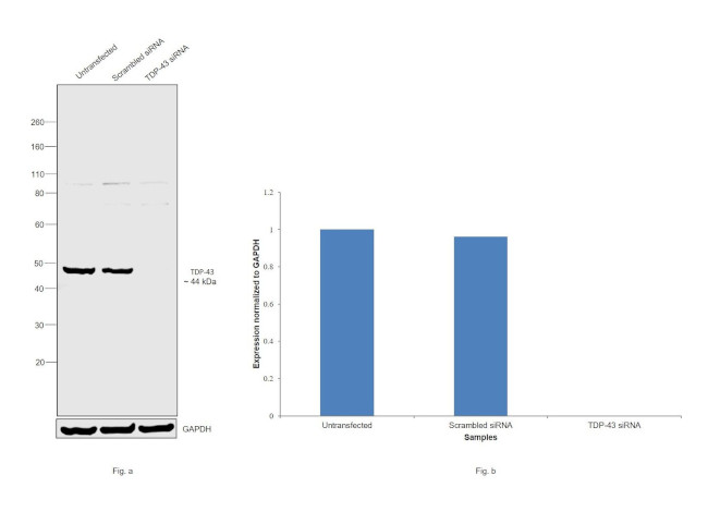 TDP-43 Antibody