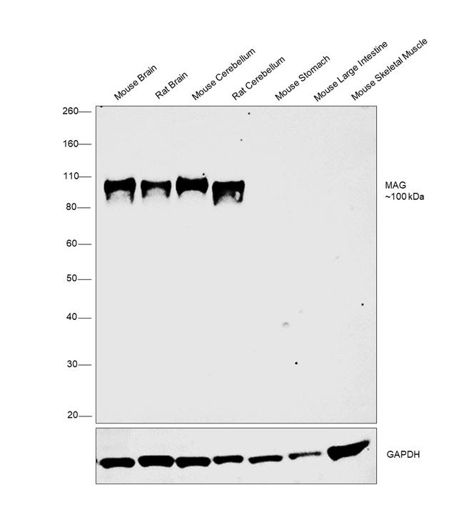 MAG Antibody in Western Blot (WB)