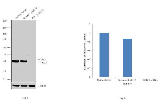 PCBP2 Antibody