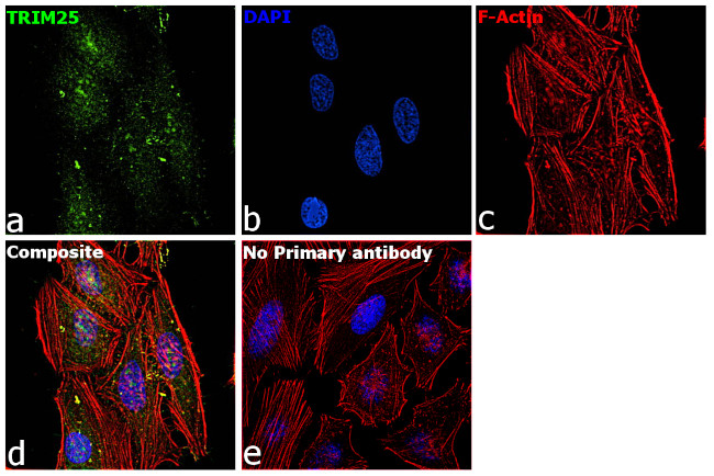 TRIM25 Antibody in Immunocytochemistry (ICC/IF)