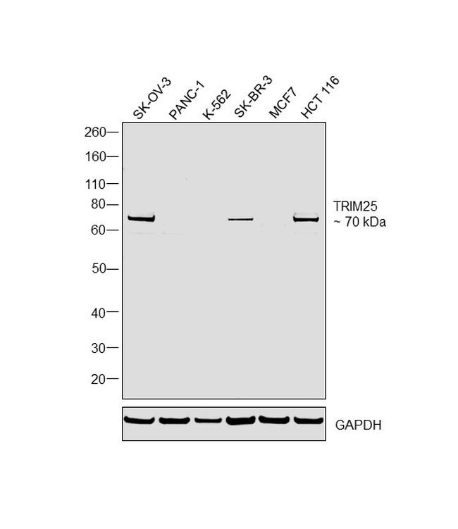 TRIM25 Antibody in Western Blot (WB)