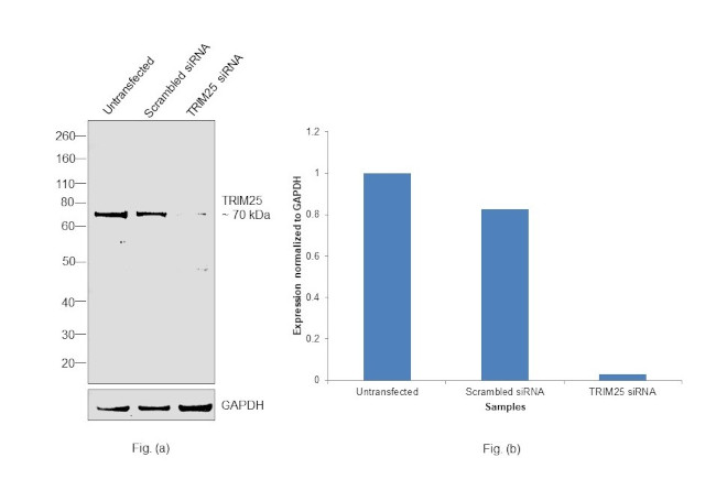 TRIM25 Antibody