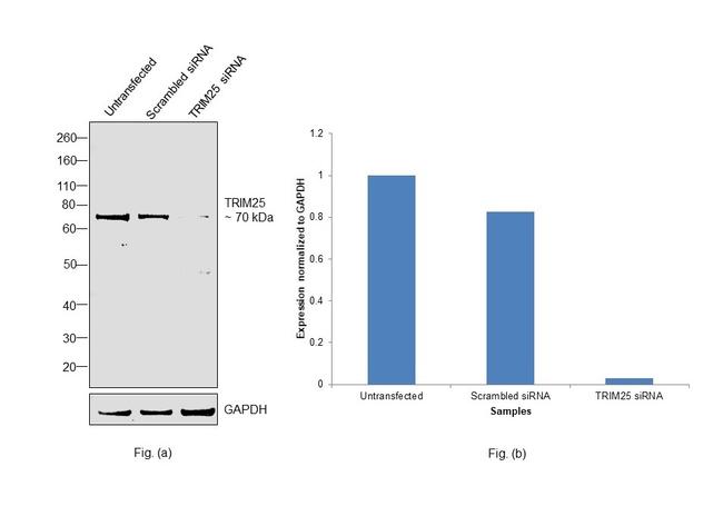 TRIM25 Antibody in Western Blot (WB)