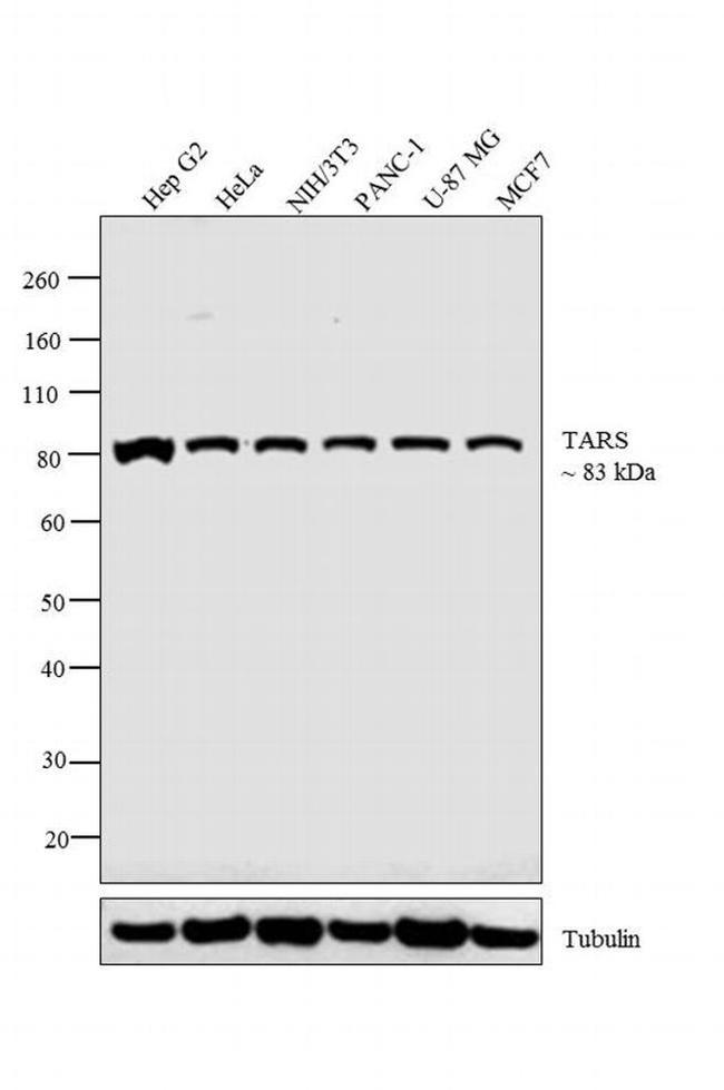 TARS Antibody in Western Blot (WB)