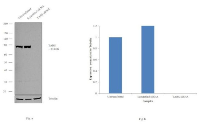 TARS Antibody