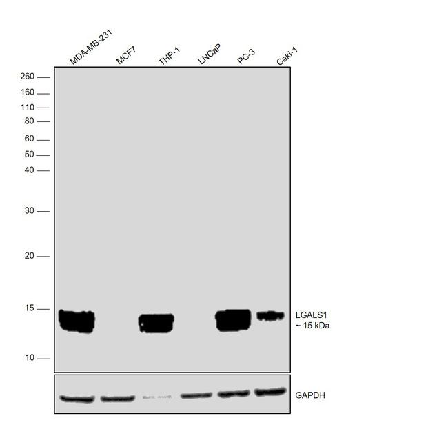 Galectin 1 Antibody in Western Blot (WB)