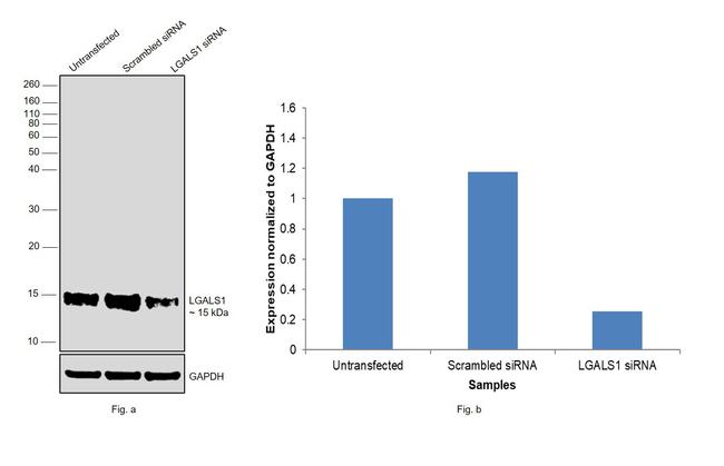 Galectin 1 Antibody in Western Blot (WB)