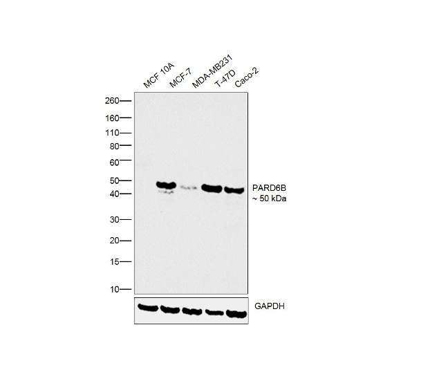 PARD6B Antibody