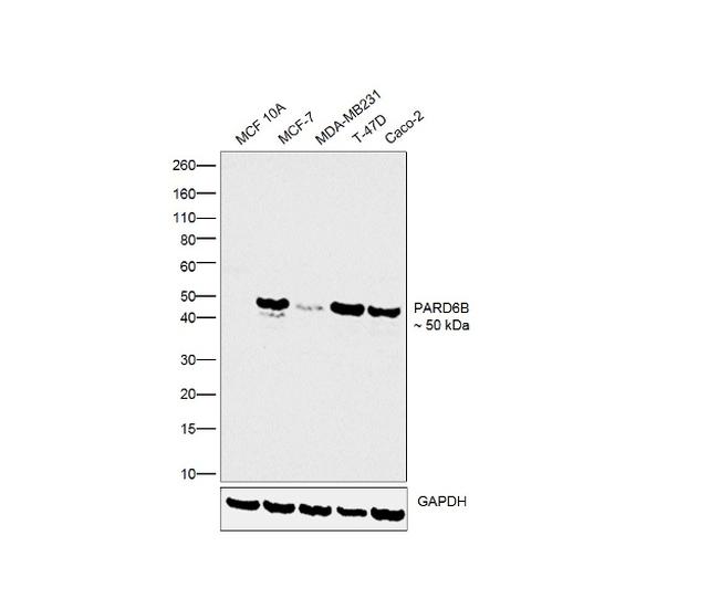 PARD6B Antibody in Western Blot (WB)