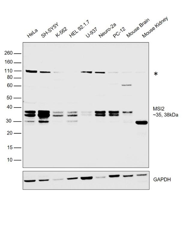 MSI2 Antibody in Western Blot (WB)