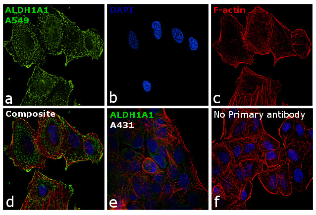 ALDH1A1 Antibody