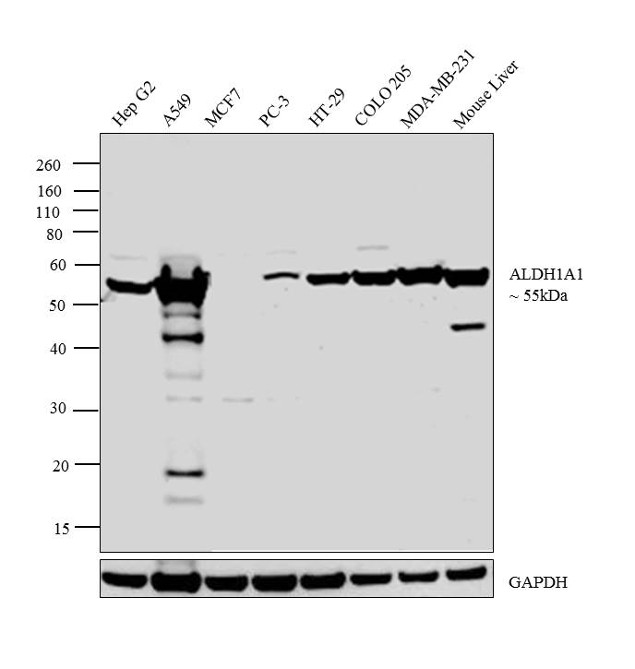 ALDH1A1 Antibody