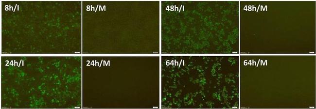 Influenza A NP Antibody in Immunocytochemistry (ICC/IF)