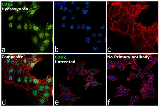 CDK2 Antibody