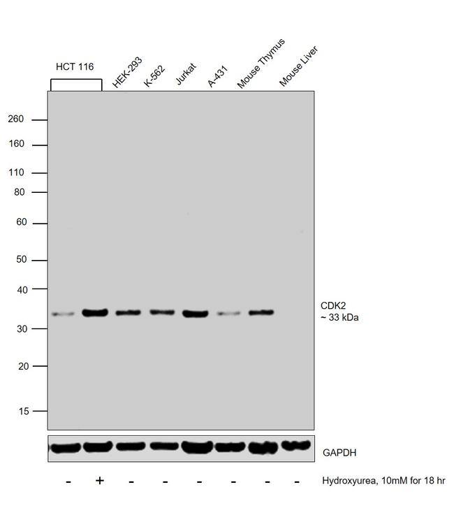 CDK2 Antibody