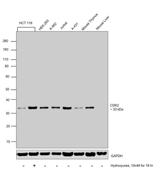 CDK2 Antibody in Western Blot (WB)