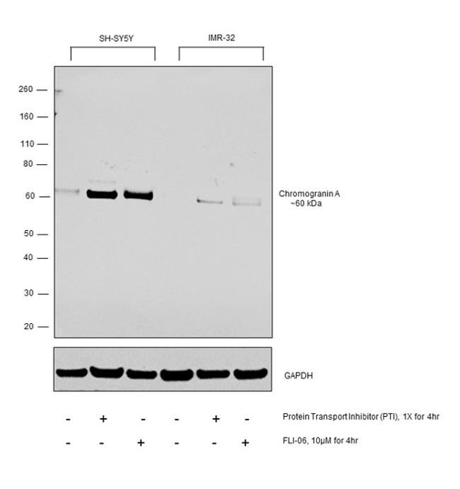 Chromogranin A Antibody in Western Blot (WB)