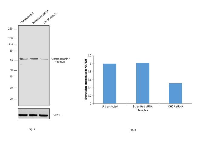 Chromogranin A Antibody in Western Blot (WB)