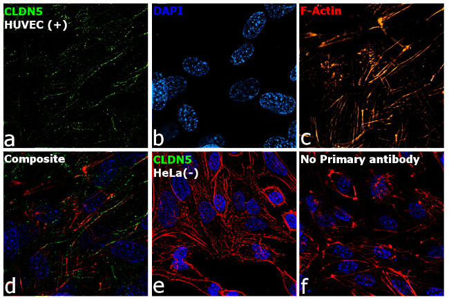 Claudin 5 Antibody in Immunocytochemistry (ICC/IF)