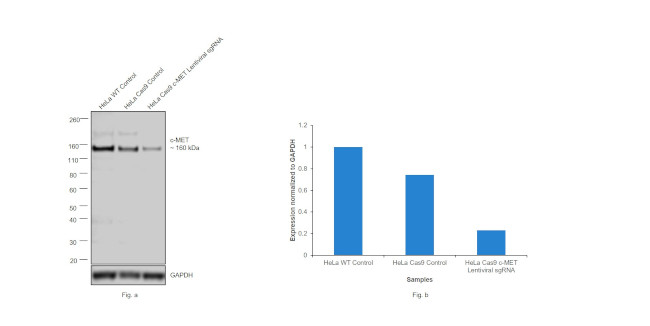 c-Met Antibody