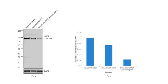 c-Met Antibody in Western Blot (WB)