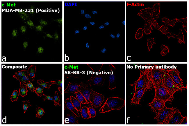 c-Met Antibody