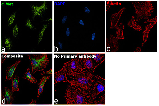 c-Met Antibody in Immunocytochemistry (ICC/IF)