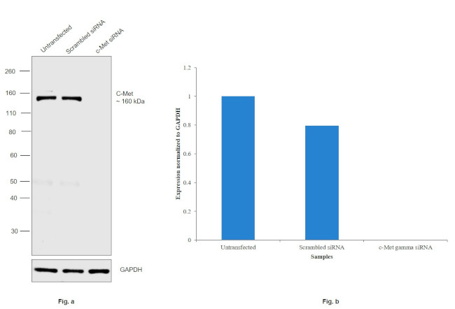 c-Met Antibody