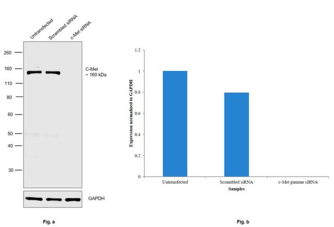 c-Met Antibody in Western Blot (WB)