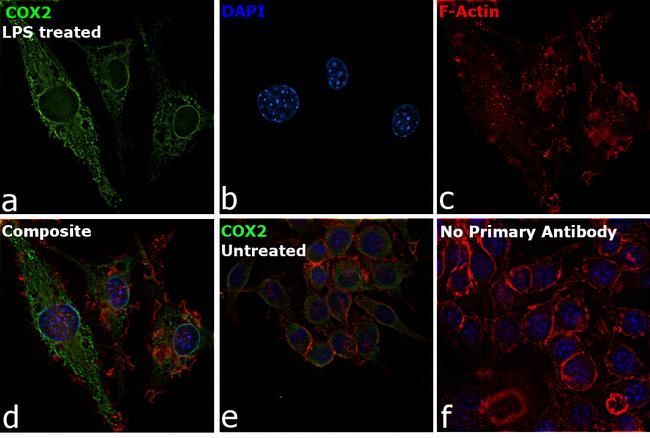 COX2 Antibody