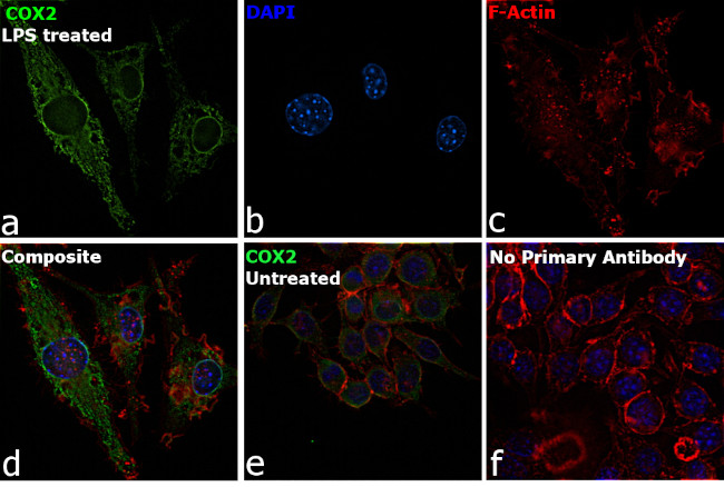 COX2 Antibody in Immunocytochemistry (ICC/IF)