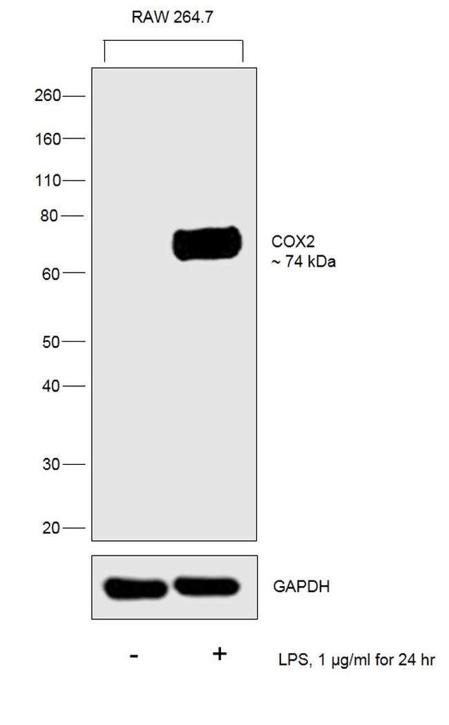 COX2 Antibody in Western Blot (WB)