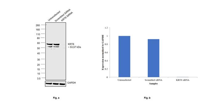 Cytokeratin 8 Antibody in Western Blot (WB)