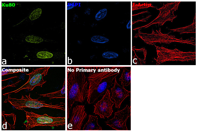 Ku80 Antibody in Immunocytochemistry (ICC/IF)