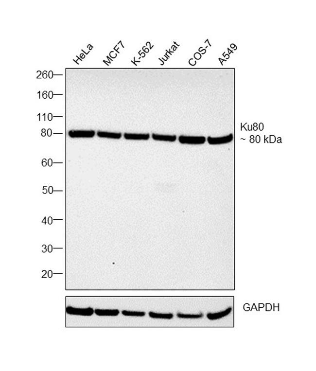 Ku80 Antibody in Western Blot (WB)