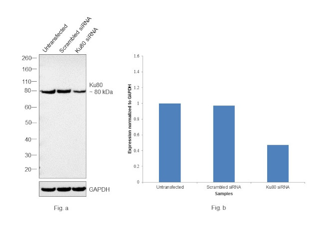 Ku80 Antibody