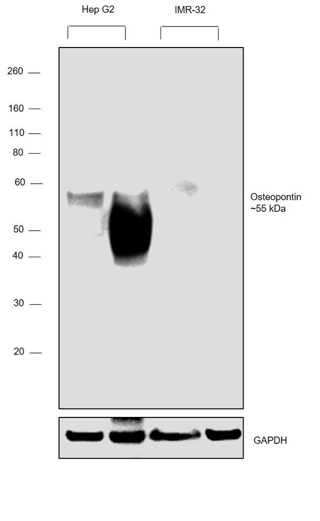 Osteopontin Antibody