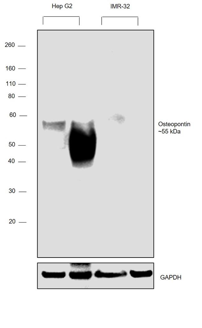 Osteopontin Antibody in Western Blot (WB)