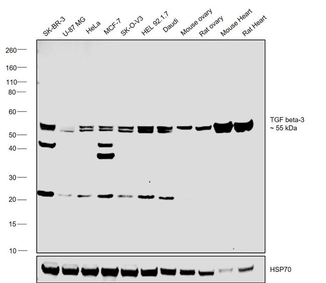 TGF beta-3 Antibody in Western Blot (WB)