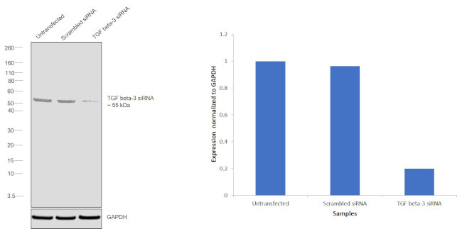 TGF beta-3 Antibody