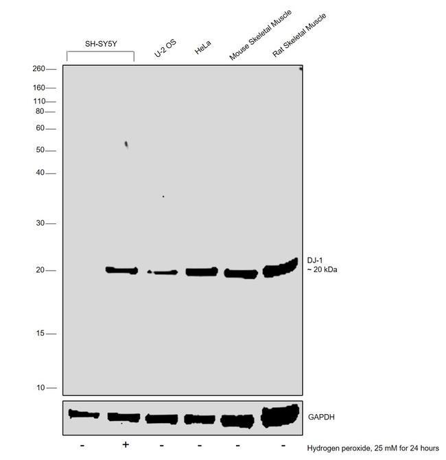 DJ-1 Antibody in Western Blot (WB)