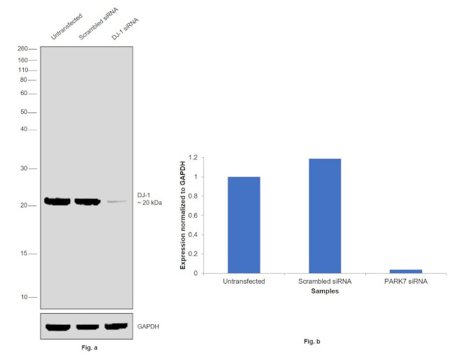 DJ-1 Antibody