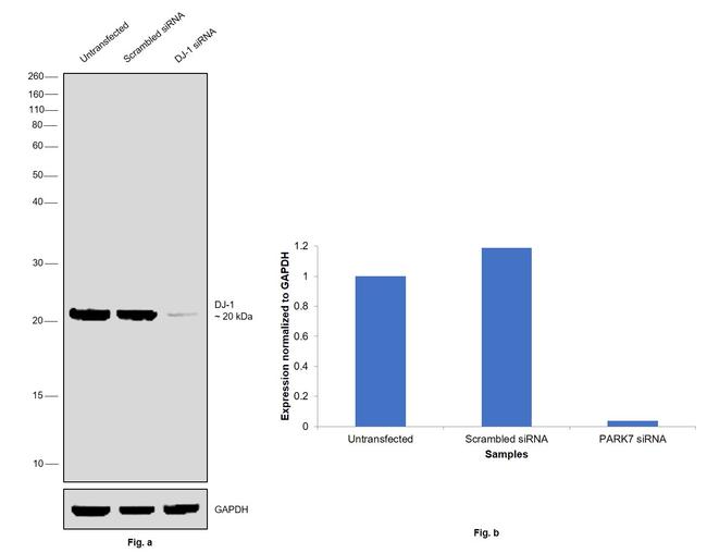 DJ-1 Antibody in Western Blot (WB)