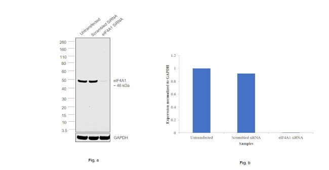 eIF4A1 Antibody