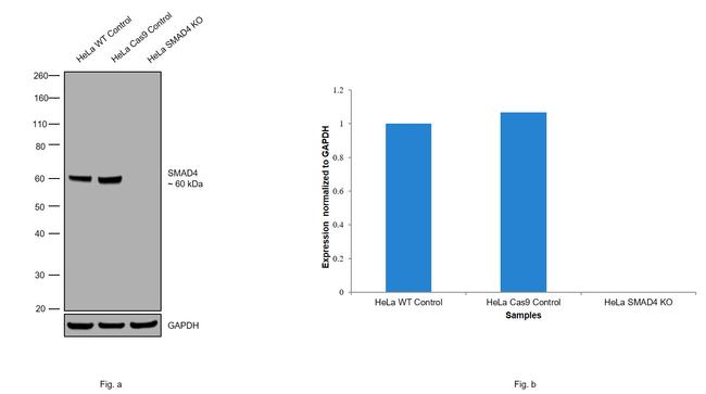 SMAD4 Antibody in Western Blot (WB)