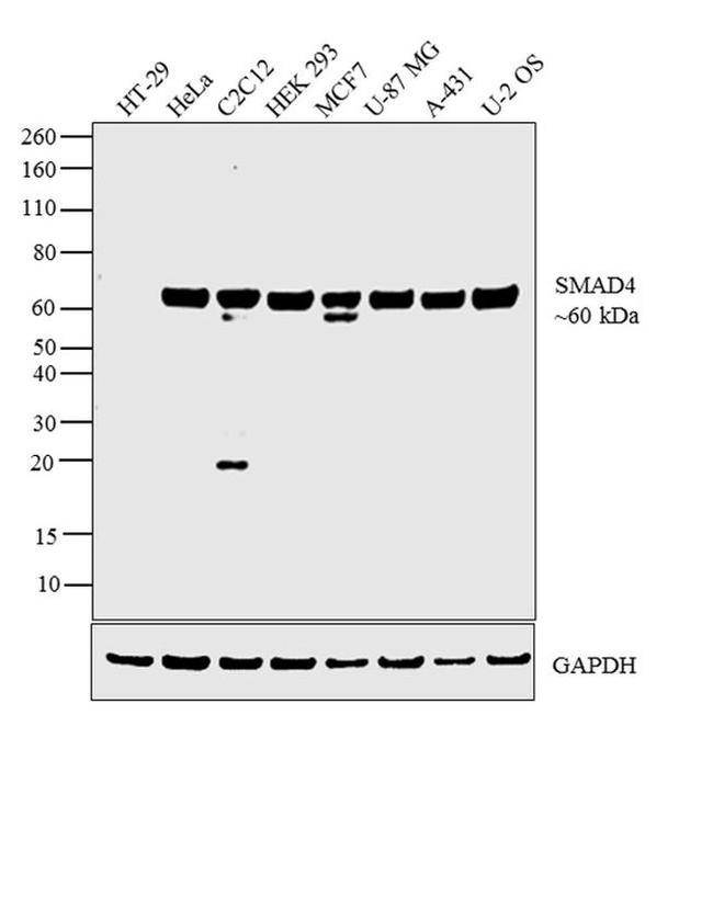 SMAD4 Antibody in Western Blot (WB)