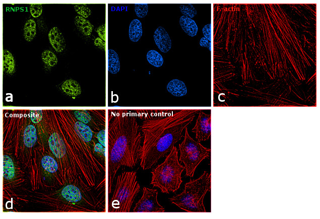 RNPS1 Antibody in Immunocytochemistry (ICC/IF)