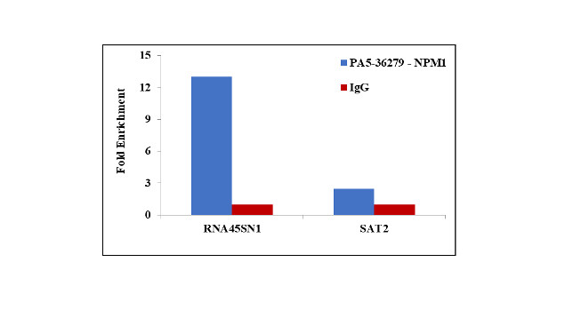 NPM1 Antibody in ChIP Assay (ChIP)