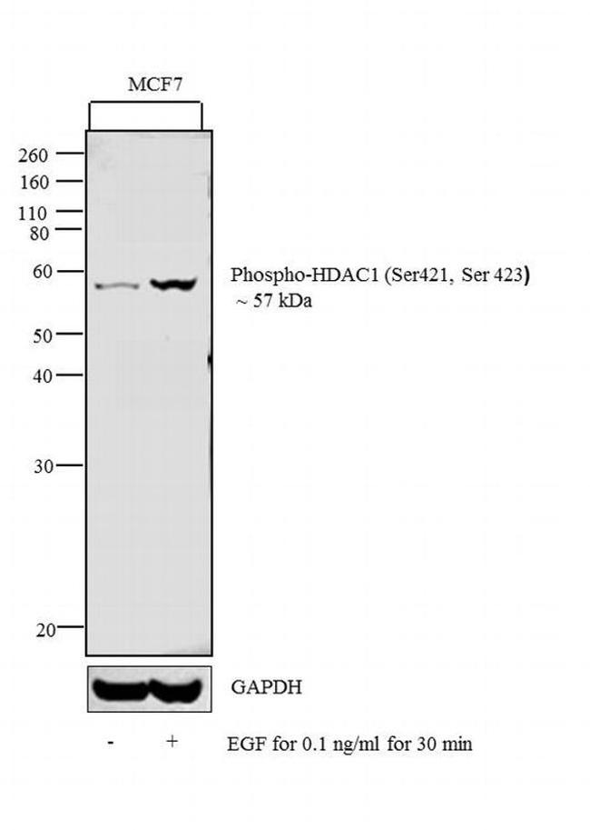 Phospho-HDAC1 (Ser421, Ser423) Antibody