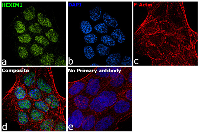 HEXIM1 Antibody in Immunocytochemistry (ICC/IF)